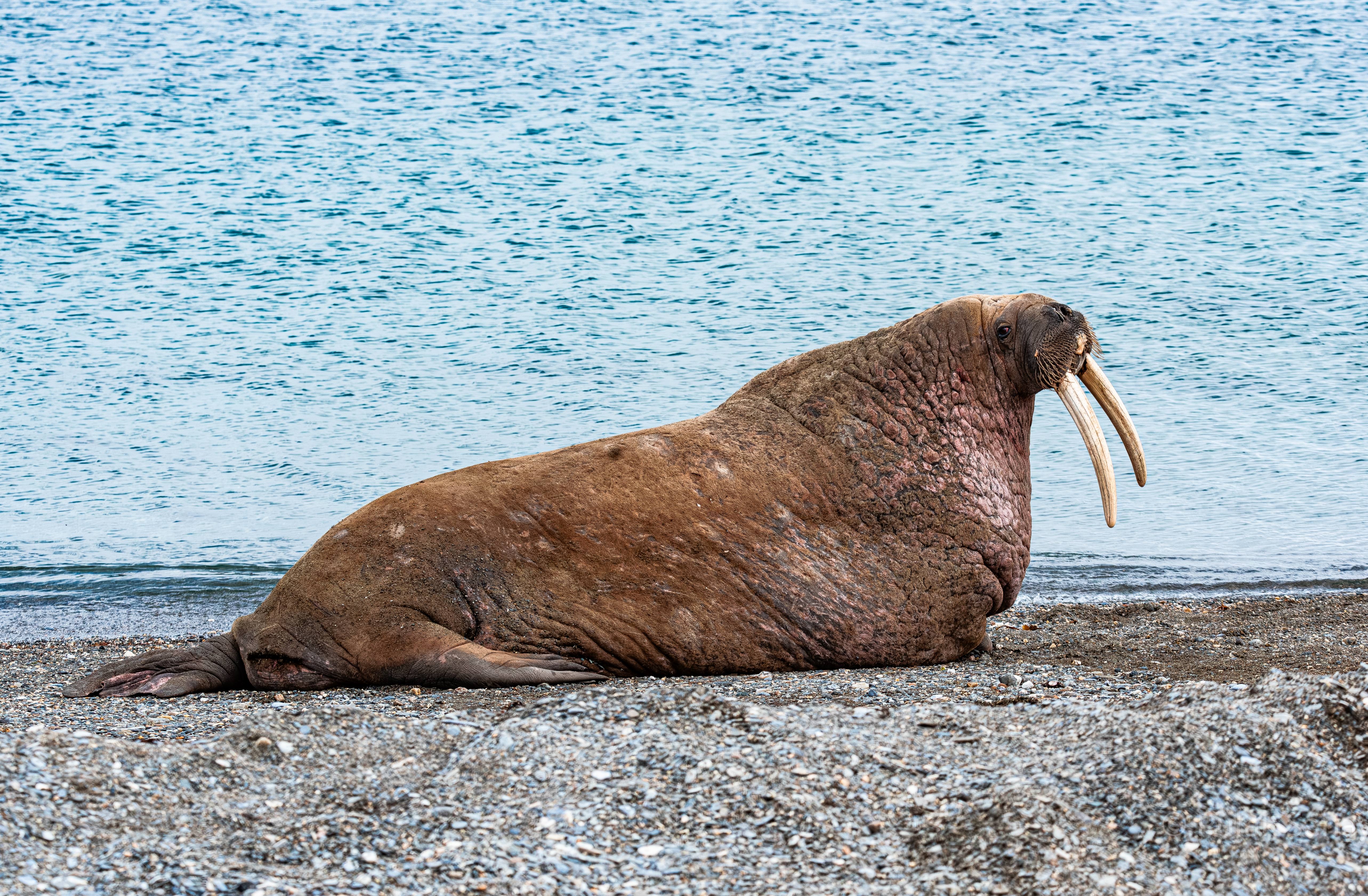 Walrus looking